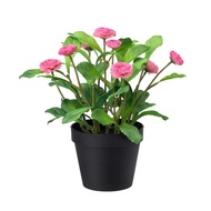 FEJKA ARTIFICIAL POTTED PLANT IN/OUTDOOR/COMMON DAISY PINK 12 CM READY STOCK BUNGA DAISY IKEA