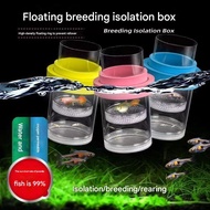 Guppy isolated suspended delivery room Suspended small fish floating incubation box