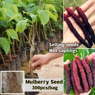 Mulberry Seeds 300pcs | Dwarf Sweet Berries | Organic Non-GMO Fruit Tree | Easy Grow Malaysia