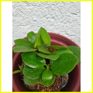 ◫ ㍿ ❥ Ficus nana Uprooted Plant