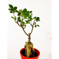 WAF Bonsai Ginseng Tree ( Ficus Microcarpa) with L size pot direct from Cameron Highlands