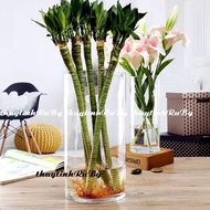 Mini Aquarium Glass Flower Vase, Cylindrical Glass Flower Vase