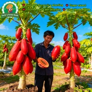 Sweet Red Papaya Seeds for Sale 10pcs Red Lady Dwarf Papaya Seeds Bonsai Papaya Seeds for Planting V