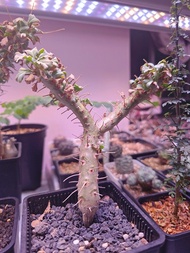 格斯龍骨葵