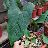 ((Dijual)) Bibit Tanaman Anthurium Kuping gajah Papillilaminum Red