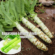 [Fast Growing] 200 Seeds Hybrid and Premium Asparagus Lettuce Seeds Soon Huat Seeds Chinese Celtuce 