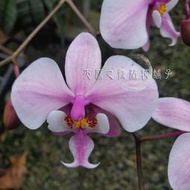 【蘭花舖子】Phal. schilleriana 西蕾麗蝴蝶蘭 脈紋