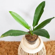 tanaman hias philodendron lynette - philo linet tanaman indoor