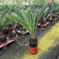 TKL - Cycas Revoluta Live Plant (Sago Palm) 苏铁铁树
