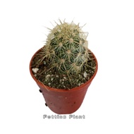 Potting plant-Mamil elongata gold