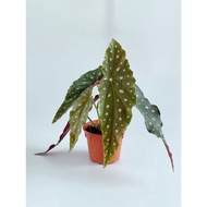 MC - BEGONIA MACULATA / POLKA DOT - Rare | Live Plant