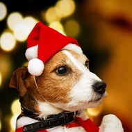 Christmas Pet Hat for Cat / Dog