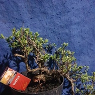 dongkelan santigi karang nusa barongTbk