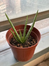 蘆薈小苗一盆 Aloe Vera