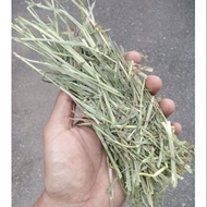 Timothy Hay Green For Rabbit Fresh 3kg
