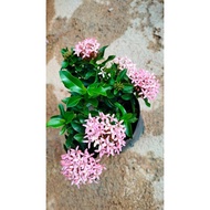 ixora rose Ixora chinensis / Pokok Bunga Xian Dan [ PINK]  by MGLPLANTS