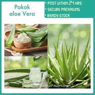 PBN - pokok aloe vera - pokok bunga nursery succulent herb herba outdoor real live plant lemak lidah