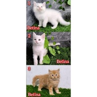 Kucing Persia Kitten/Kucing Peaknose/Kucing Persia/Kucing