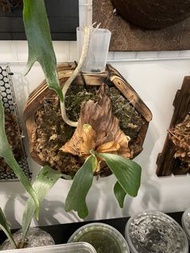 三角x象耳 鹿角蕨 Platycerium 海王星 (P. Neptune) - 三角鹿角蕨（P. stemaria）與 象耳鹿角蕨（P. elephantotis）