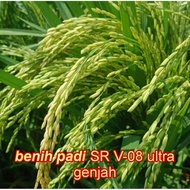 benih padi SR V08 ultra genjah