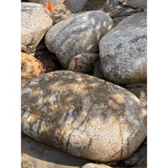 Cactus Euphorbia BIG size