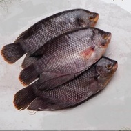 Ikan Gurame Segar / 1 Kg Isi 3 Ekor - Gratis Ongkir