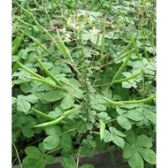 MAMAN SAYUR 200+- pcs seed/ biji benih maman 5 daun/