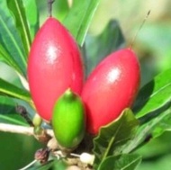 Pokok Ajaib (Miracle Berry) - Pokok Besar