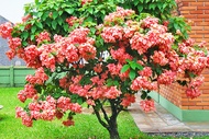 MDC- Pink Mussaenda sapling / Anak Pokok Janda Kaya Merah Jambu / bunga cantik Anak Pokok Tanaman Be