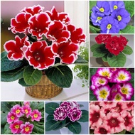 Biji Benih Bunga - Gloxinia /Flower seeds - Gloxinia /花种子- 大岩桐花