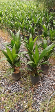 ต้นปาล์มน้ำมันยังกัมบิML161(อายุ6เดือนขึ้นไป5ต้น)ไม่เป็นโรคมีใบรับรองสายพันธุ์คุณสมบัติ ลูกดกทางสั้น