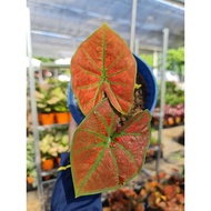 🄦Caladium Red Sun / Festivia p150 - GN Horticulture