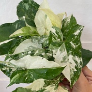H2O - Sygonium Albo Vareigated (indoor Plant) Live Plant