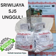 benih bibit kecambah sawit sriwijaya sj5 unggul berkualitas