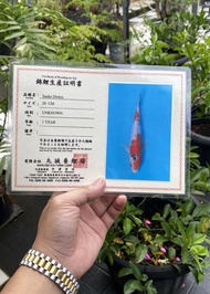 Ikan Koi Import Sanke Doitsu 02 Dabisa636