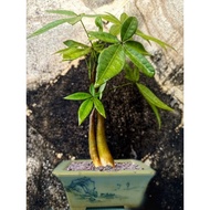PROMO!! Bahan Mame Bonsai Pachira / money tree / pohon uang