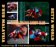 DHUB HMPK FGCC - Fancy Family Betta / Ikan Laga HMPK