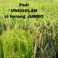 (COD) BENIH/BIBIT PADI UNGGUL CIHERANG JUMBO BERKUALITAS