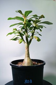 索科特拉沙漠玫瑰　Adenium obesum subsp. socotranum/ 塊根植物 Caudex / 另售象牙宮、龜甲龍、索馬里葡萄甕、念珠橄欖/ 多肉植物