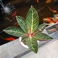 tanaman hias aglonema pos merah / aglaonema / aglonema murah