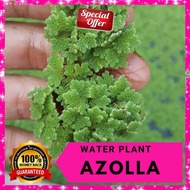 MDS ACUASCAPE Azolla water plant 🌿 10g Ready Stock