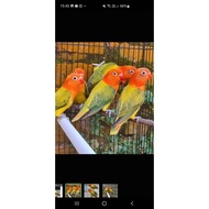 Lovebird Biola Ewing Gold Paud