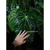 Anthurium Crystallinum X Magnificum (Crystallinum + Dark Form + Magnificum) Live Plant