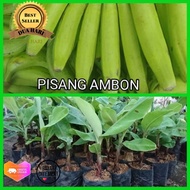 bibit pohon pisang ambon/tanaman pisang ambon/bibit pisang ambon