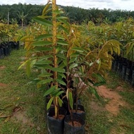 Asfa50,Musang King,Duri Hitam( 2.5-3kaki)