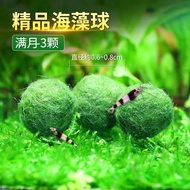 Seaweed Ball  Aquarium Plants 幸福海藻球   水族馆植物 鱼缸水草 Fish Tank Water Grass Office Hydroponic Plant Ecolo