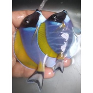 Botana BIRU / Bobi All Size - Ikan Hias Air Laut