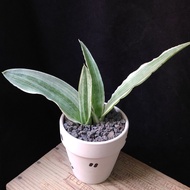 精選靚葉) 雪紋虎尾蘭   連陶盆 盆栽  snake plant sansevieria  植物 snake plant【實拍。只此一盆】