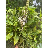 Style Order Scented Tea Transparent Packaging 100 Packs Triangle Bag Yunnan Cat Silk Grass Wild Natu