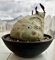 CS 紅葉 納米比亞 葡萄甕